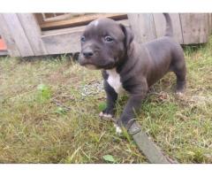 Pitbull puppies for sale (Registered)