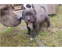 Pitbull puppies for sale (Registered)