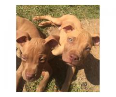 Rednose pitbull puppies for sale in Gauteng