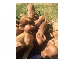 Rednose pitbull puppies for sale in Gauteng