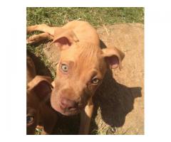 Rednose pitbull puppies for sale in Gauteng