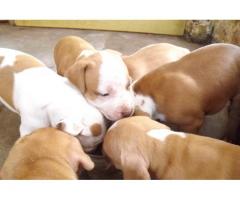 rednose and blueblood line pitbull puppies