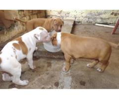 rednose and blueblood line pitbull puppies