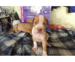 rednose and blueblood line pitbull puppies