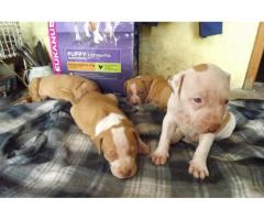 rednose and blueblood line pitbull puppies