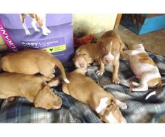 rednose and blueblood line pitbull puppies