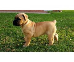 BOERBOEL PUPPIES FOR SALE