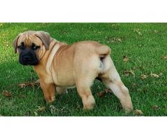 BOERBOEL PUPPIES FOR SALE