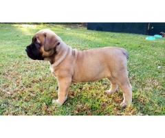 BOERBOEL PUPPIES FOR SALE