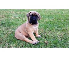 BOERBOEL PUPPIES FOR SALE