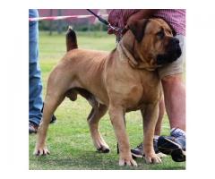 BOERBOEL PUPPIES FOR SALE