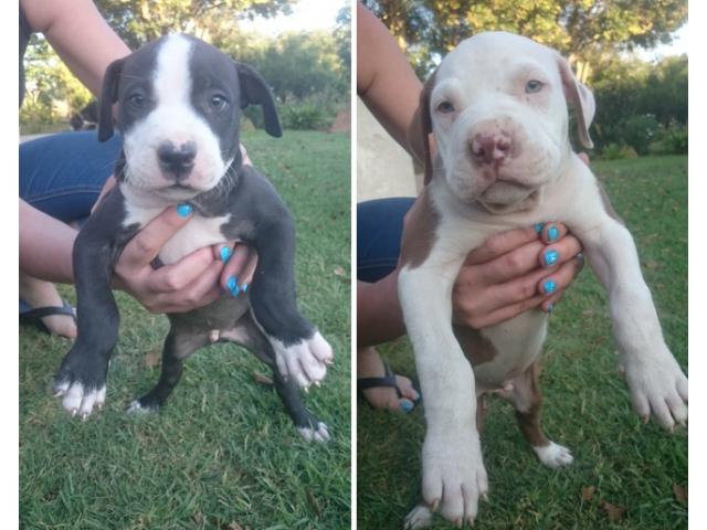 Pitbull puppies for sale in Pretoria 