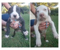 Pitbull puppies for sale in Pretoria