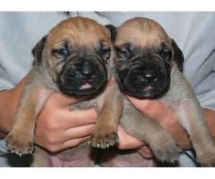 Boerboel puppies