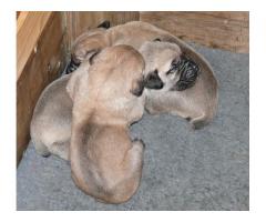 Boerboel puppies