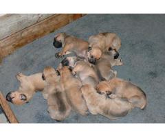 Boerboel puppies