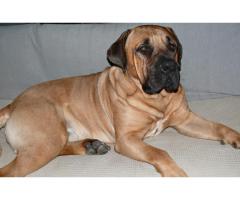 Boerboel puppies