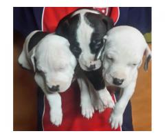 Pitbull purebred puppies for sale