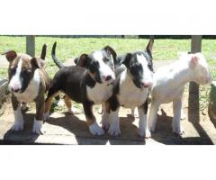 KUSA Registered Bull Terrier Puppies for sale (Champion Bloodline)