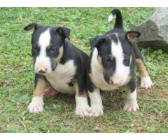 KUSA Registered Bull Terrier Puppies for sale (Champion Bloodline)