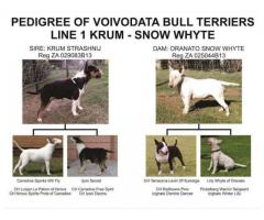 KUSA Registered Bull Terrier Puppies for sale (Champion Bloodline)