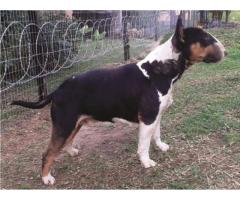 KUSA Registered Bull Terrier Puppies for sale (Champion Bloodline)