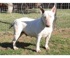 KUSA Registered Bull Terrier Puppies for sale (Champion Bloodline)