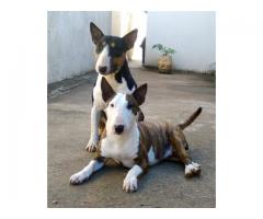 KUSA Registered Bull Terrier Puppies for sale (Champion Bloodline)