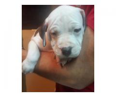 Pitbull purebred puppies for sale