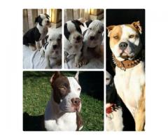 Pitbull purebred puppies for sale