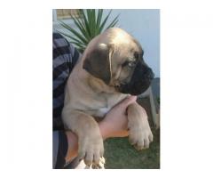 Pure Bred Boerboel Puppies in Western Cape