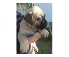 Pure Bred Boerboel Puppies in Western Cape