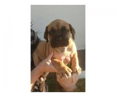 Pure Bred Boerboel Puppies in Western Cape