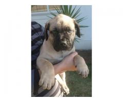 Pure Bred Boerboel Puppies in Western Cape