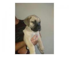 Pure Bred Boerboel Puppies in Western Cape