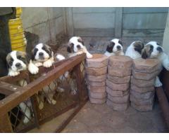 St Bernard Puppies for sale