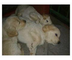 Opregte golden retrieve Labrador puppies te koop