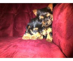 Silver Yorkshire Terrier Pure Bred Puppies For Sale