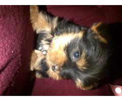 Silver Yorkshire Terrier Pure Bred Puppies For Sale