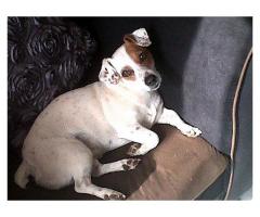 Female Adult Jack Russell FREE to good home