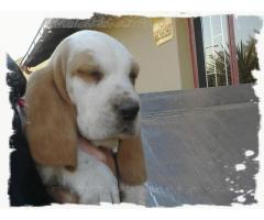 Kusa Registered Basset hound puppies for sale