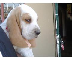 Kusa Registered Basset hound puppies for sale