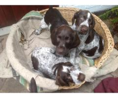 German Wire-haired pointers puppies for sale