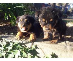 Rottweiler puppies for sale