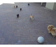 Beautiful Toy Pom Puppies for sale