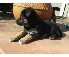 German Shepherd dogs for sale in gauteng