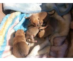 Beautiful Toy Pom Puppies for sale