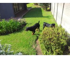 Rottweiler puppies for sale