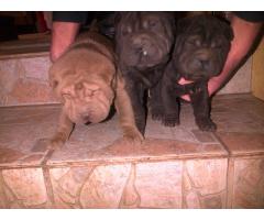 Sharpei puppies for sale