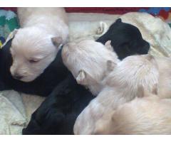 Wheaten and Black Scottish Terrier puppies for sale (KUSA registered)